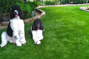 pet artificial grass turf miami fl